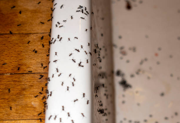 Best Pest Prevention Services  in Maumee, OH