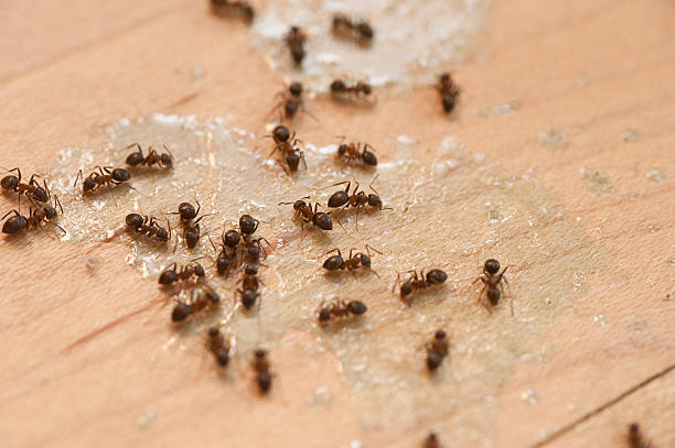 Best Pest Control Treatment  in Maumee, OH