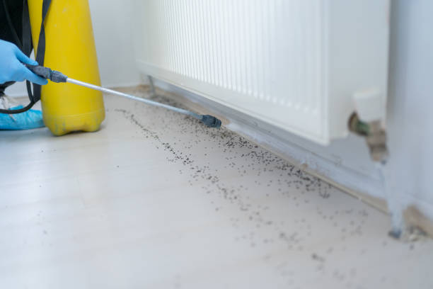 Best Affordable Pest Control Services  in Maumee, OH